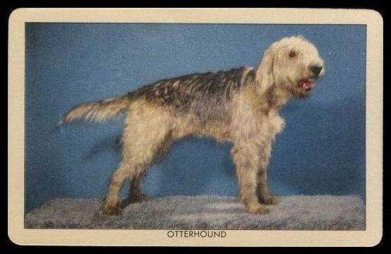 50QSPD Otterhound